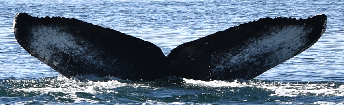 Fluke of Wisp (Salish Sea) - †