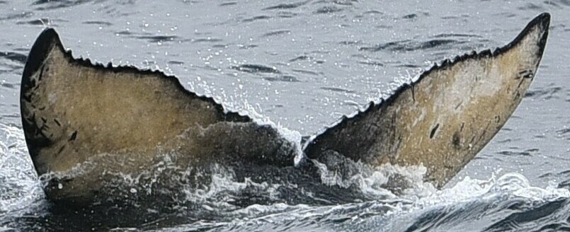 Fluke of Dapple (British Columbia)