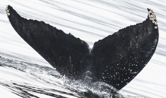 Fluke of Rumble (BC)