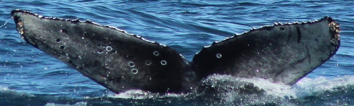 Fluke of 2020-2021 calf of CRC-10700