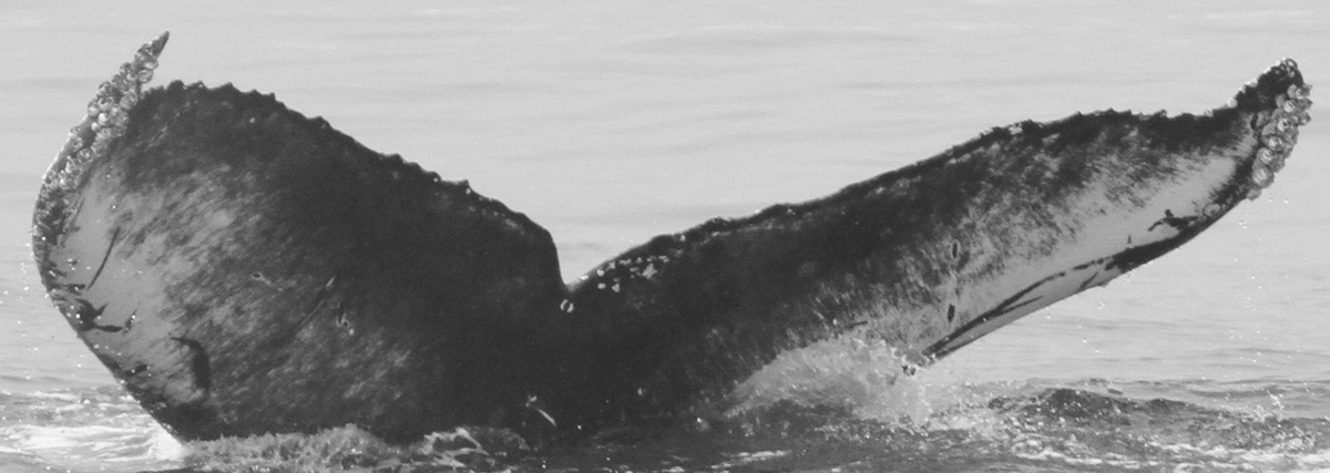 Fluke of CRC-16175