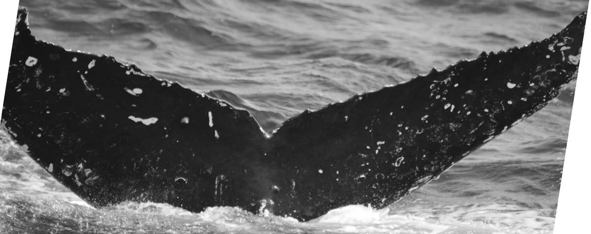 Fluke of Strike (Salish Sea)