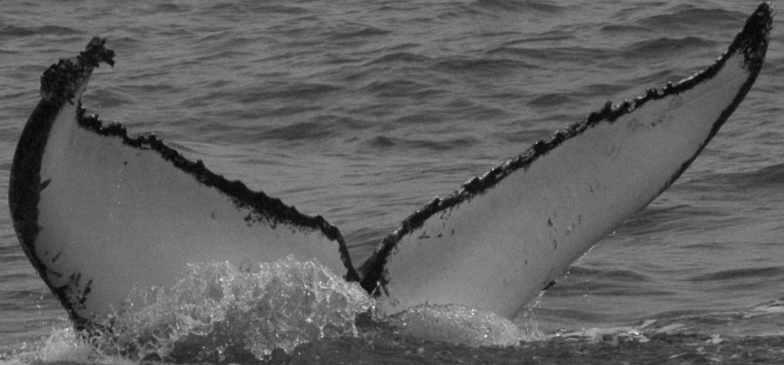 Fluke of Pegasus (Salish Sea)
