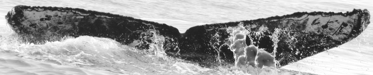 Fluke of CRC-16119