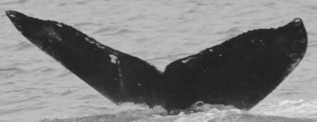 Fluke of CRC-15980