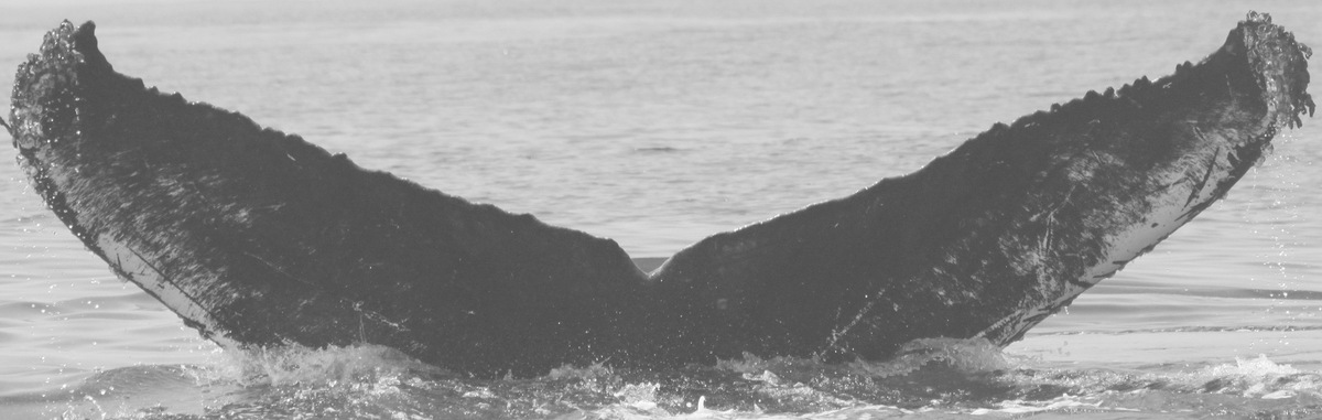 Fluke of CRC-16192