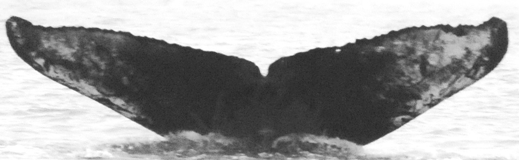 Fluke of CRC-16014