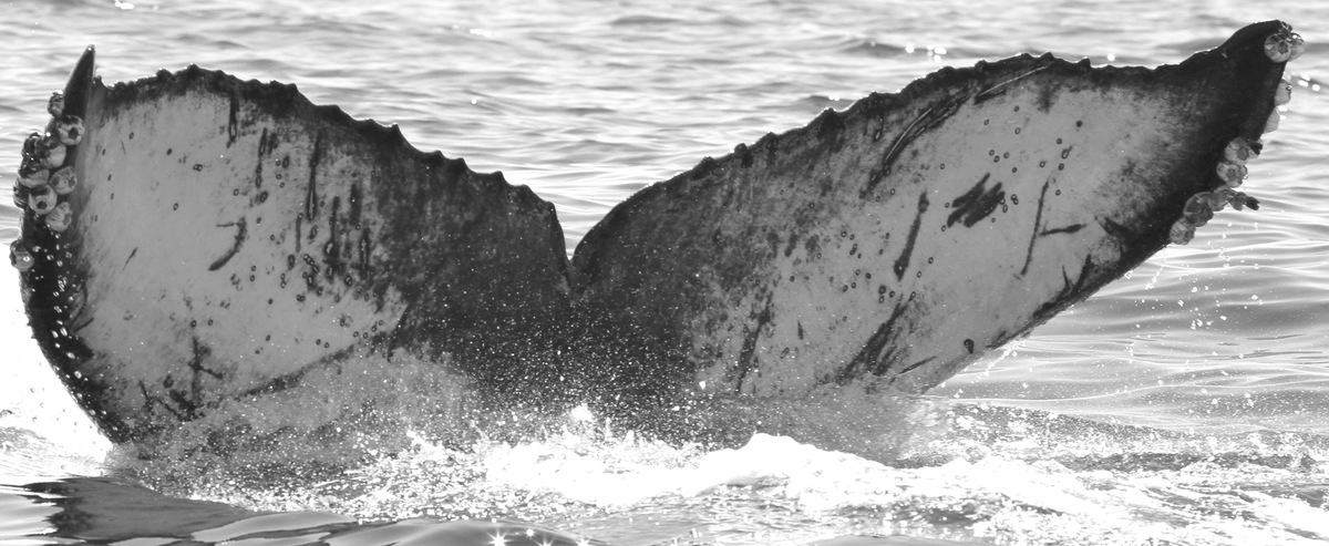 Fluke of CRC-15920
