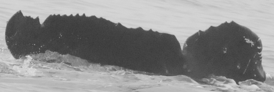 Fluke of Terry (BC)
