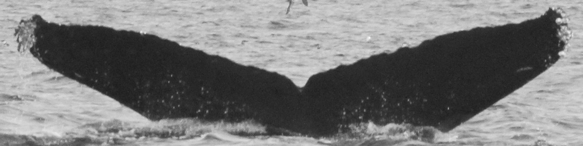 Fluke of Pepper (California)