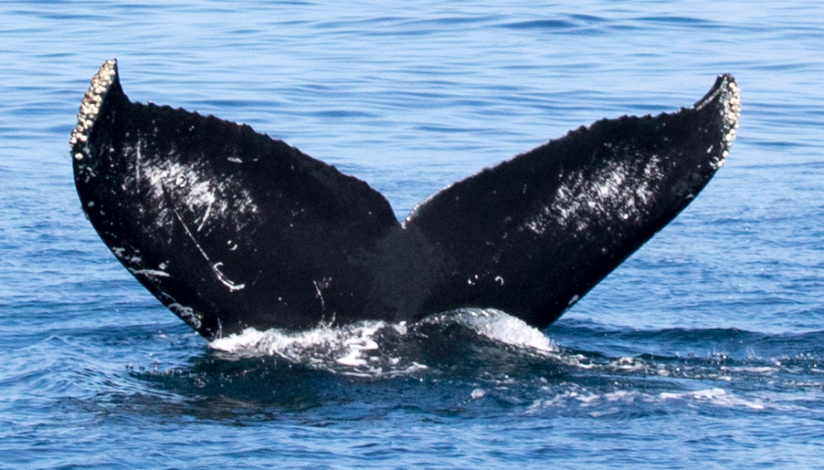 Fluke of CRC-11538