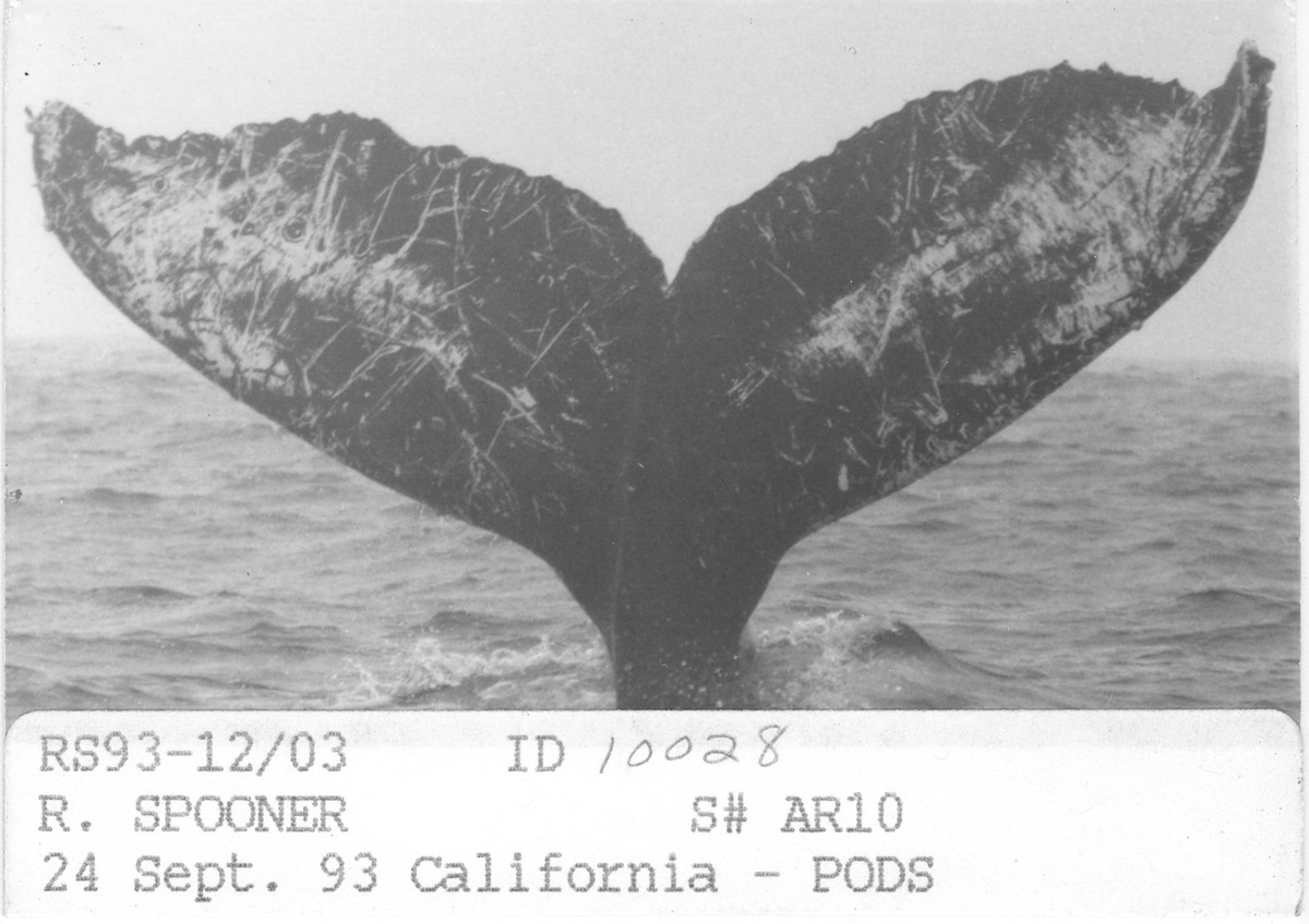 Fluke of Rosé (UCSC)