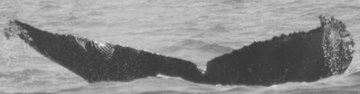 Fluke of CRC-10655