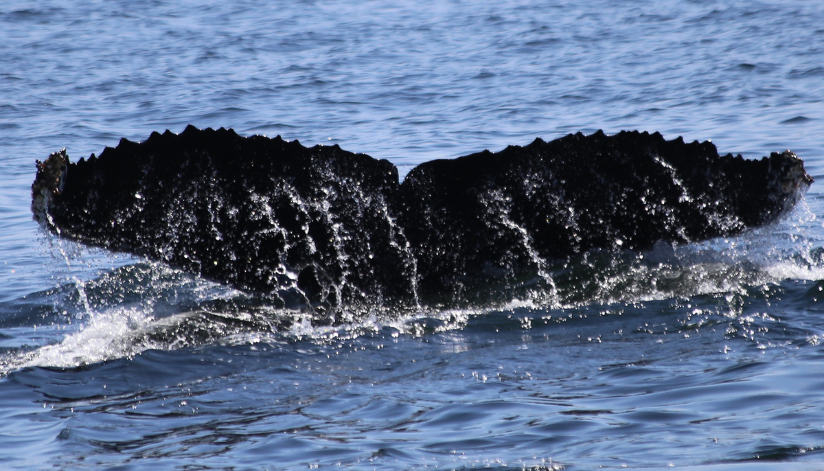 Fluke of CRC-15603