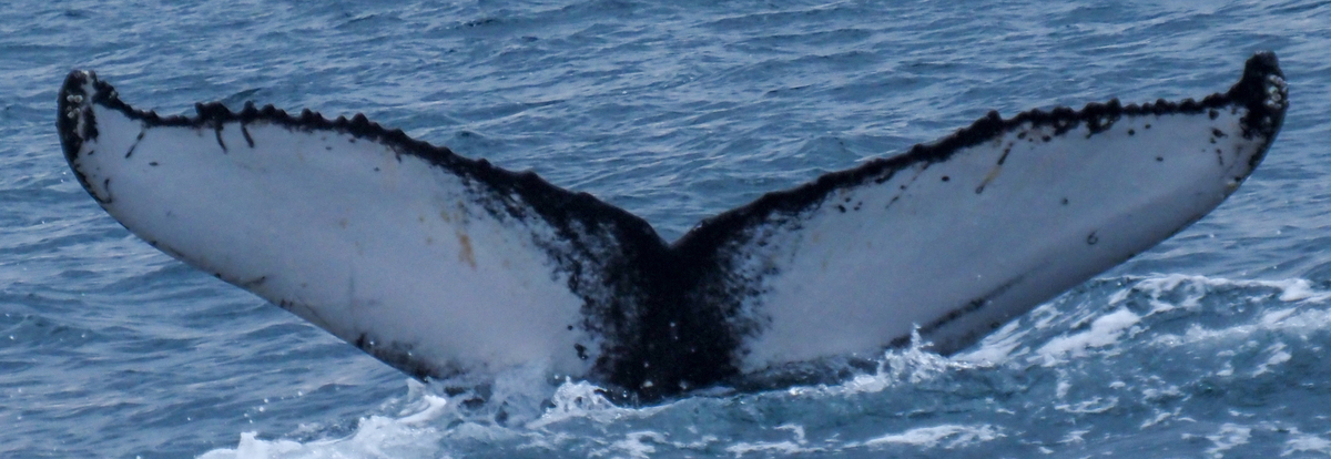 Fluke of Bonita (HRC) aka Blizzard (Westfjords)