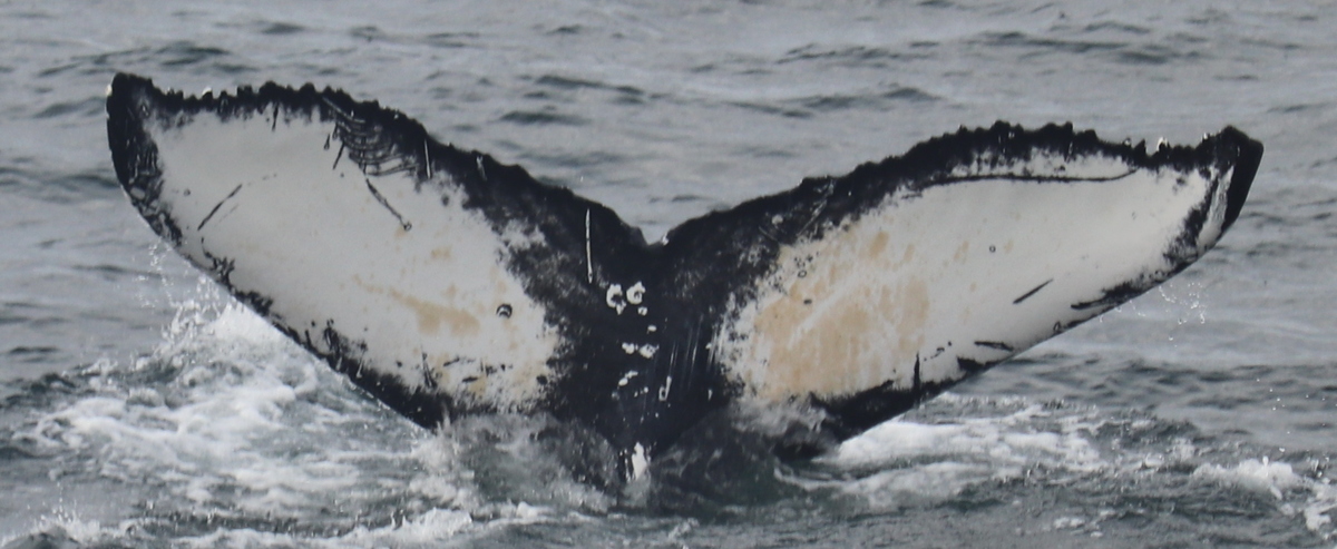Fluke of HW-MN0102485