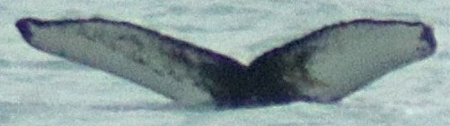 Fluke of Moby Chill (Husavik)