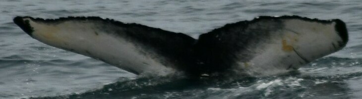 Fluke of Birch (Westfjords)