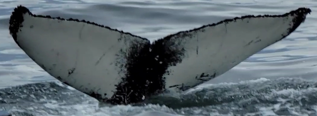 Fluke of Blowhemian Rhapsody (Husavik)