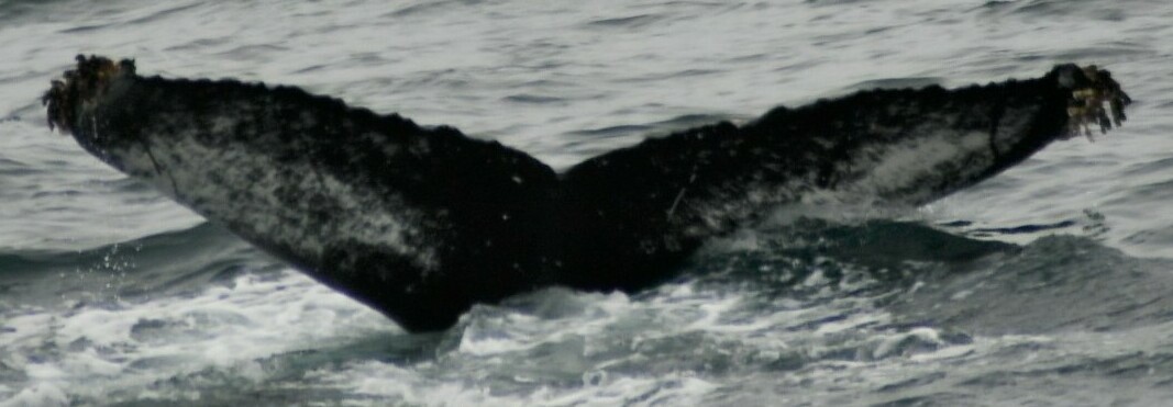Fluke of HW-MN0102498
