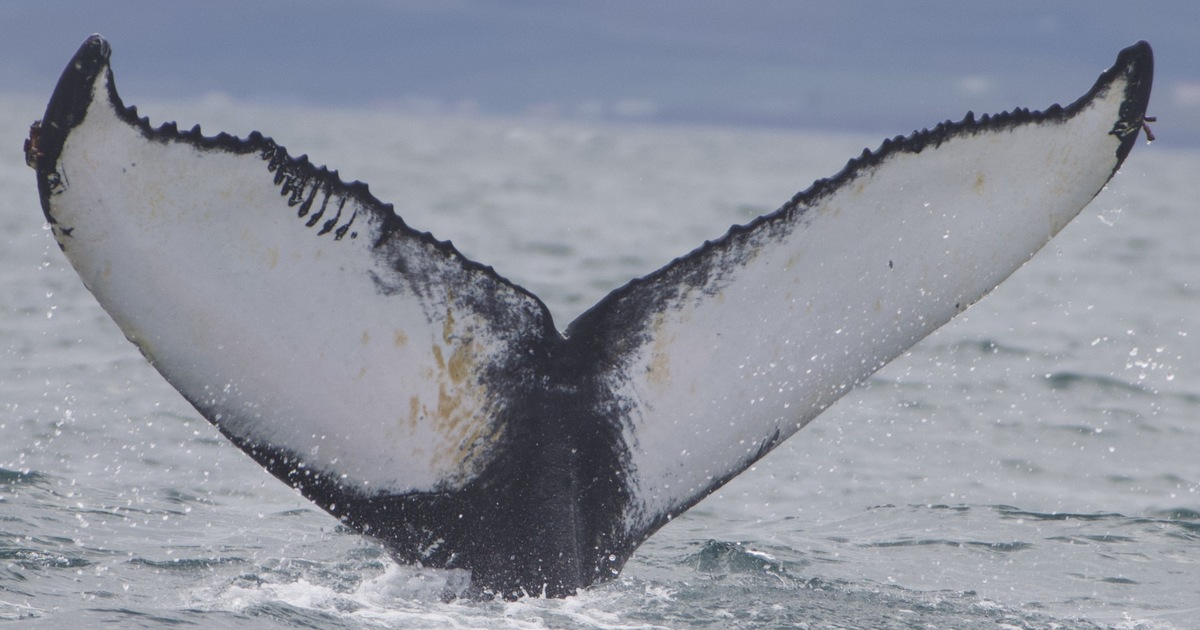 Fluke of Zebra (Westfjords)