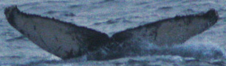 Fluke of HW-MN0102501