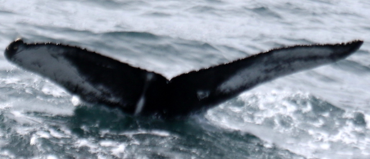 Fluke of Katara (Húsavik) aka Information (Westfjords)