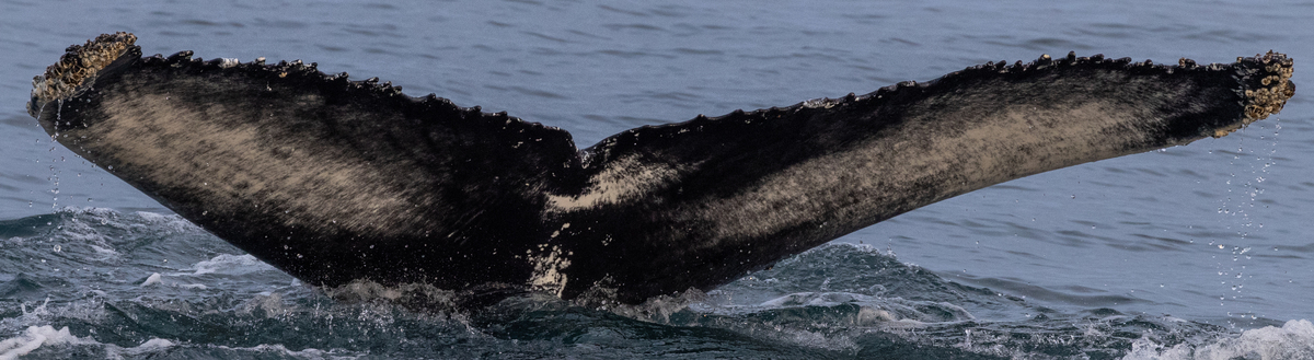 Fluke of Palisade (Husavik)