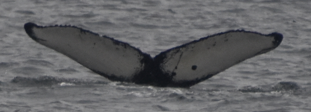 Fluke of SEAK-5514