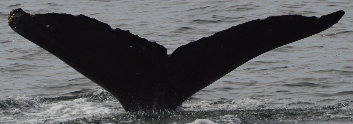 Fluke of SEAK-5490