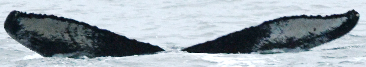 Fluke of Finn (Kenai)