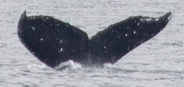 Fluke of HW-MN0401327