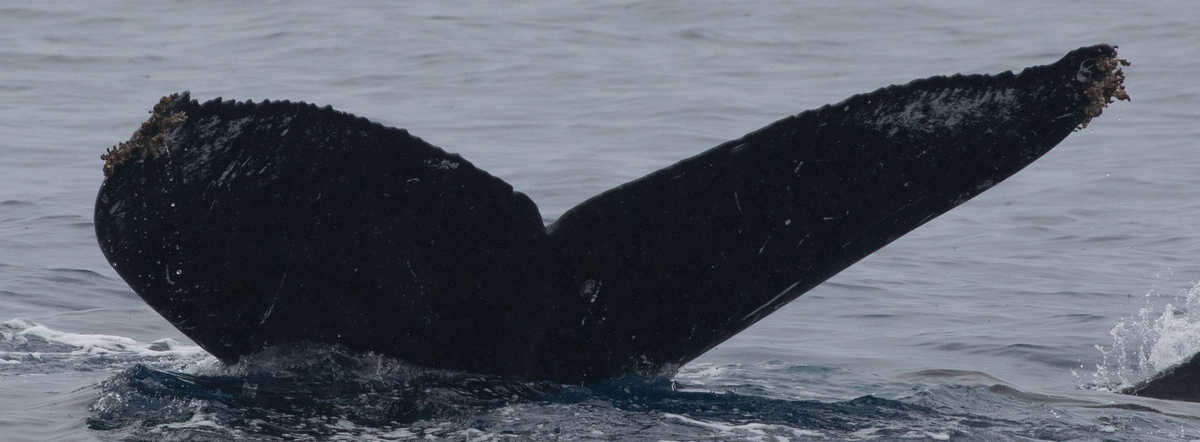 Fluke of HW-MN0443396