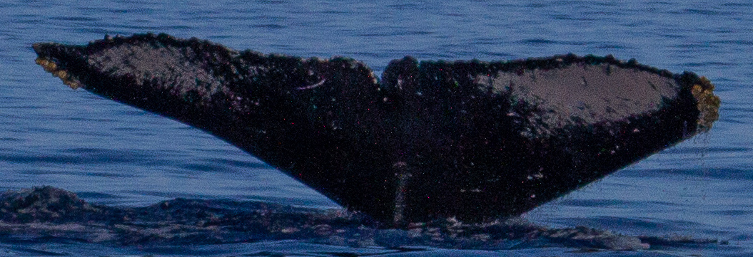 Fluke of HW-MN0443397