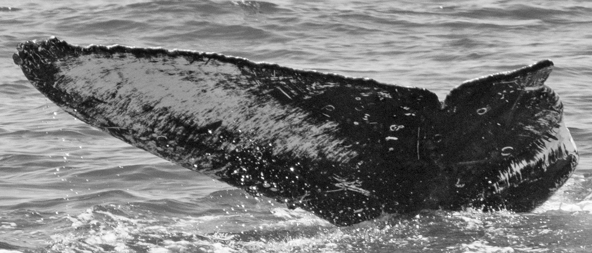 Fluke of CRC-17158
