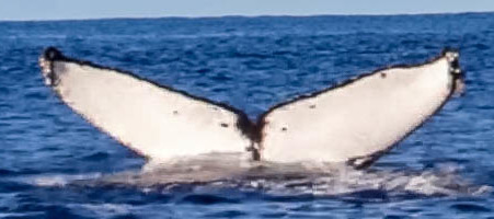 Fluke of HW-MN0443430