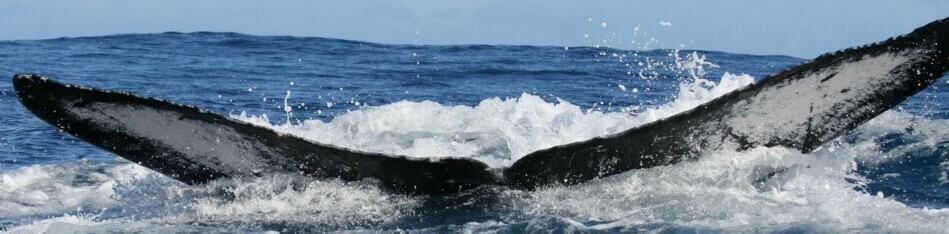 Fluke of HW-MN0443435