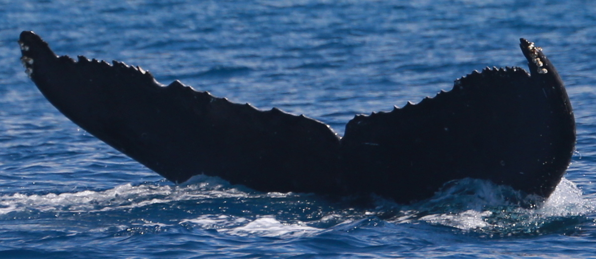 Fluke of HW-MN0443447