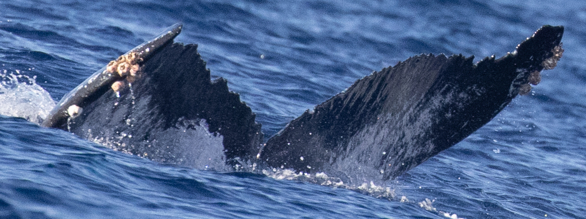 Fluke of HW-MN0443450