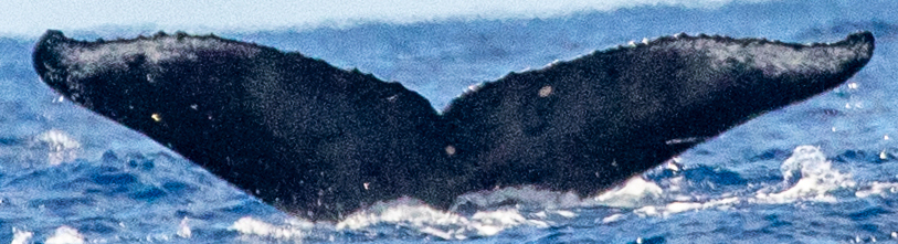 Fluke of HW-MN0443452