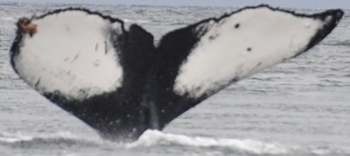 Fluke of Apollo (British Columbia)