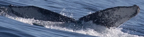 Fluke of CRC-19873