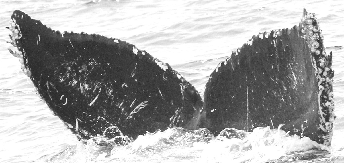 Fluke of Mustang (Salish Sea)