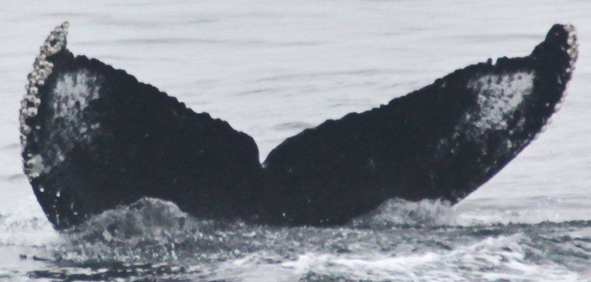 Fluke of Masquerade (Salish Sea)