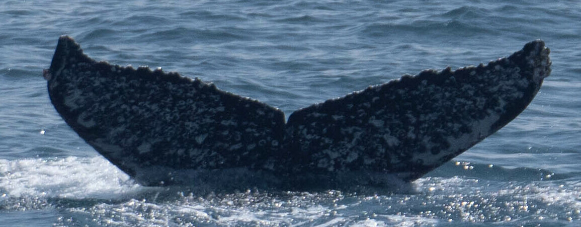 Fluke of CRC-19858