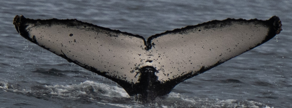 Fluke of CRC-19855
