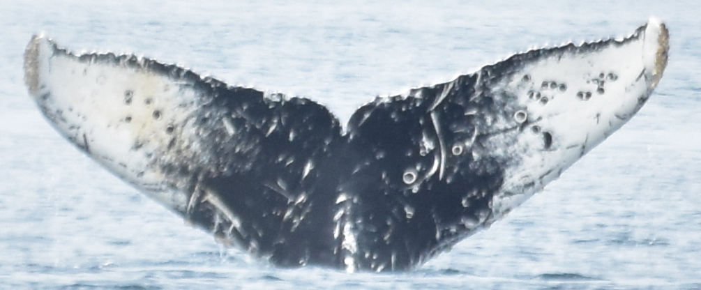 Fluke of CRC-13647