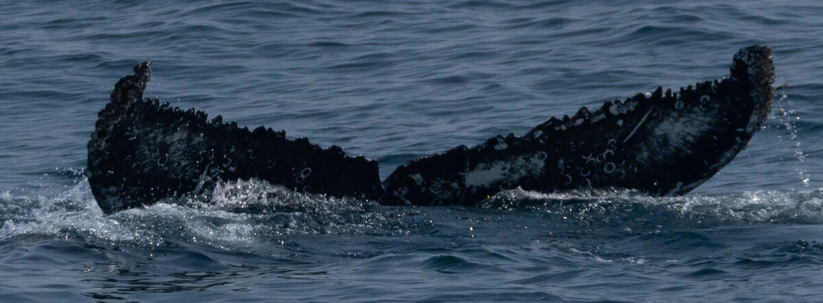 Fluke of CRC-19846