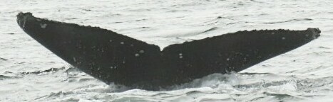 Fluke of CRC-19843