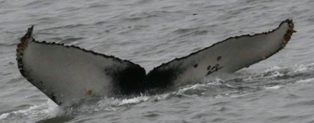 Fluke of CRC-19842